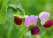 五菱“绿色”出海成绩斐然，助推中国智造全球化布局